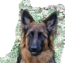 face.png